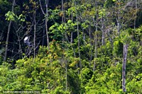 Uma cegonha cinza e preta põe-se em fuga entre árvores ao longo do rio entre Saramuro e Parinari no Amazônia. Peru, América do Sul.