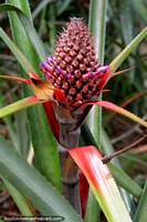An exotic flower and plant beside the Amazon River in Iquitos. Peru, South America.