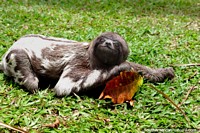 Versión más grande de Una bebe pereza femenina muy linda en un santuario de animales al lado del Río Amazonas en Iquitos.