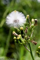 A dandelion in the Amazon, but this is just the beginning, it gets more interesting, Iquitos! Peru, South America.