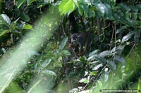 A monkey in a tree around the jungle lodge near Iquitos. Peru, South America.