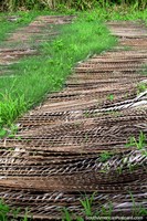 Larger version of Ferns/flax in rows drying, used for roofs in the Amazon near Iquitos.