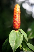 An orange and red plant shaped like a corn cob in the Amazon jungle near Iquitos. Peru, South America.
