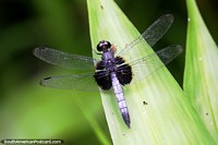 Una libélula posiblemente, tiene 4 alas y es negra, la selva Amazónica cerca de Iquitos. Perú, Sudamerica.