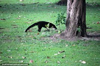 Un mapache negro en un santuario de animales en la selva Amazónica cerca de Iquitos. Perú, Sudamerica.