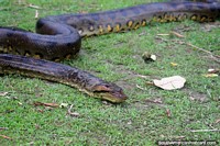 Versão maior do Um pitão enlodado escorregadio escorrega lentamente ao longo da grama no mato de Amazônia perto de Iquitos, sssssssss...