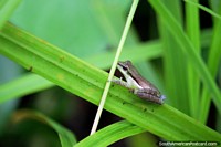 A miniature frog in the Amazon jungle, this is the best part, looking for little creatures near Iquitos! Peru, South America.
