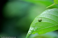 Green ladybug with black dots sits on a leaf in the green Amazon jungle near Iquitos. Peru, South America.