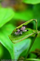 A small furry spider hides between 2 leaves in his Amazon jungle home near Iquitos.