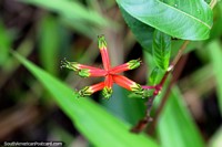 Star-shaped red and green flower pods reach for the sky in the amazing Amazon jungle around Iquitos. Peru, South America.