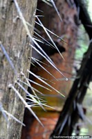 Vicious sharp spikes on a tree trunk in the Amazon in Iquitos, it is not all butterflies and flowers here!