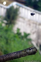 The jumping bird is funny to watch, boing, boing, up and down on the log, Iquitos.