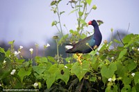 Um pássaro azul-escuro assombroso com o bico vermelho e amarelo que vi andando nos pastos em Iquitos. Peru, América do Sul.
