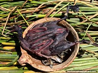 Pájaro aplanado, alimento de los Uros que viven en las islas flotantes de Puno. Perú, Sudamerica.