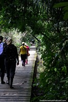 We set out walking on the boardwalk at Tambopata National Reserve in Puerto Maldonado. Peru, South America.