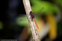 Red dragonfly with black wings rests on a twig at Tambopata National Reserve in Puerto Maldonado. Peru, South America.