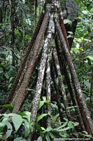 A árvore de marcha, derrama pequenos troncos e torna-se nova, anda lentamente durante o perïodo de anos, Porto Maldonado. Peru, América do Sul.