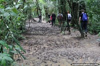 Versión más grande de Sección fangosa a lo largo del camino durante el paseo por el bosque en la Reserva Nacional Tambopata en Puerto Maldonado.