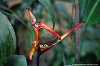 Red, orange and yellow, exotic plant at Tambopata National Reserve in Puerto Maldonado. Peru, South America.
