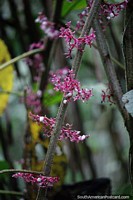 Plant with pink-like veins in the forest of Tambopata National Reserve in Puerto Maldonado. Peru, South America.