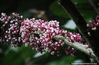 Versão maior do Pequenas vagens de flor brancas e troncos rosa, a natureza em Reserva Nacional Tambopata em Porto Maldonado.