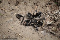 Tarántula macho muerta luego de ser asesinada por la hembra después de aparearse, el bosque en Puerto Maldonado. Perú, Sudamerica.