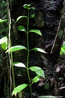 Larger version of Green leaves in the sun, enjoying nature at Tambopata National Reserve in Puerto Maldonado.