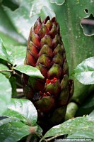 Large flower pod will soon flower in the forest at Tambopata National Reserve in Puerto Maldonado. Peru, South America.