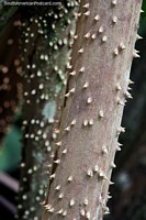Os pequenos pregos protegem a árvore de marcha na floresta na Reserva Nacional Tambopata em Porto Maldonado. Peru, América do Sul.
