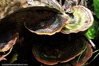 Os fungos marrons e verdes derivam-se da madeira que apodrece na Reserva Nacional Tambopata em Porto Maldonado. Peru, América do Sul.