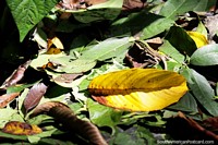 Pequeño lagarto verde y negro en las hojas del bosque en la Reserva Nacional Tambopata en Puerto Maldonado. Perú, Sudamerica.