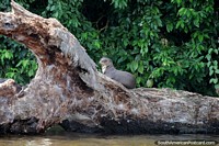 Giant otter, we were lucky to see him at Sandoval Lake, Tambopata National Reserve in Puerto Maldonado. Peru, South America.