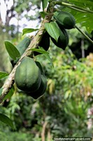 Green melons growing on a tree in the tropical climate of Tambopata National Reserve in Puerto Maldonado.