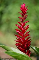 Flor vermelha exótica em jardins em Casa Eco Koshiri junto do Lago Sandoval, Reserva Nacional Tambopata em Porto Maldonado. Peru, América do Sul.