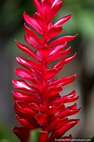 Puerto Maldonado is a great place to see exotic flowers and plants plus wildlife. Peru, South America.