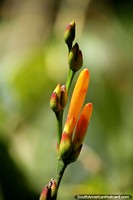 Las vainas de flores, disfrutan de las pequeñas cosas en la naturaleza, los colores y las formas, la Reserva Nacional Tambopata en Puerto Maldonado. Perú, Sudamerica.