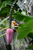 Gran vaina púrpura de una palmera de plátano en el Amazonas en la Reserva Nacional Tambopata en Puerto Maldonado. Perú, Sudamerica.