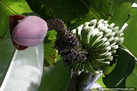 Los plátanos crecen en el Amazonas bajo la sombra de grandes hojas de palma, Puerto Maldonado. Perú, Sudamerica.