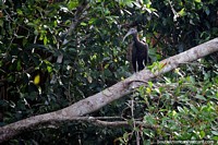 Pájaro negro grande con un pico largo y puntiagudo, fauna alrededor del lago Sandoval en Puerto Maldonado. Perú, Sudamerica.
