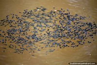 Milhares de girinos nadam em um grupo nas águas do Lago de Sandoval em Porto Maldonado. Peru, América do Sul.