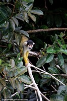 Vimos muchos de estos pequeños monos en los árboles alrededor del lago Sandoval en Puerto Maldonado. Perú, Sudamerica.