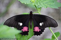 Black butterfly with pink and white markings, heraclides anchisiades, Puerto Maldonado. Peru, South America.