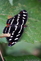 Black butterfly with white and red markings, catonephele acontius, Puerto Maldonado. Peru, South America.