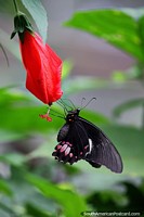 Peru Photo - Butterfly upon a red flower at the Tambopata Butterfly Farm, heraclides anchisiades, Puerto Maldonado.