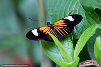 Butterfly with orange and white markings, heliconius elevatus lapis, Puerto Maldonado. Peru, South America.