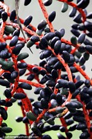 Black pods on a red vine, interesting plant and flora in Puerto Maldonado. Peru, South America.