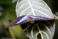 Black butterfly with blue markings, archeoprepona demophon muson, Puerto Maldonado. Peru, South America.