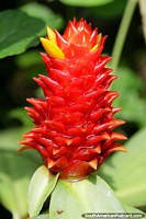 Exótica flor y planta roja y amarilla, una de las muchas en Puerto Maldonado. Perú, Sudamerica.