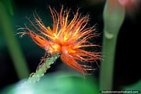 Beautiful exotic plant with fine hairs of orange and white in Puerto Maldonado. Peru, South America.