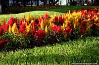Kennedy Park in Miraflores in where you can watch beautiful flowers grow, Lima. Peru, South America.